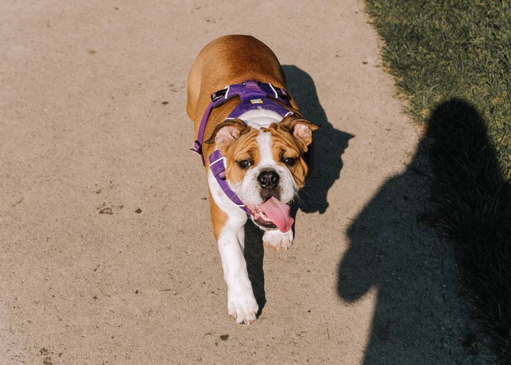 dog in purple harness in the sunshine